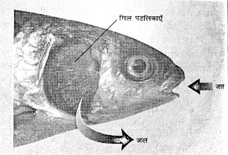 मछली के श्वशन अंगों की रचना