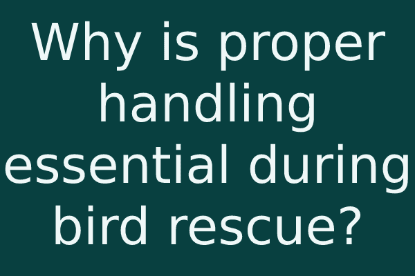 Why is proper handling essential during bird rescue?