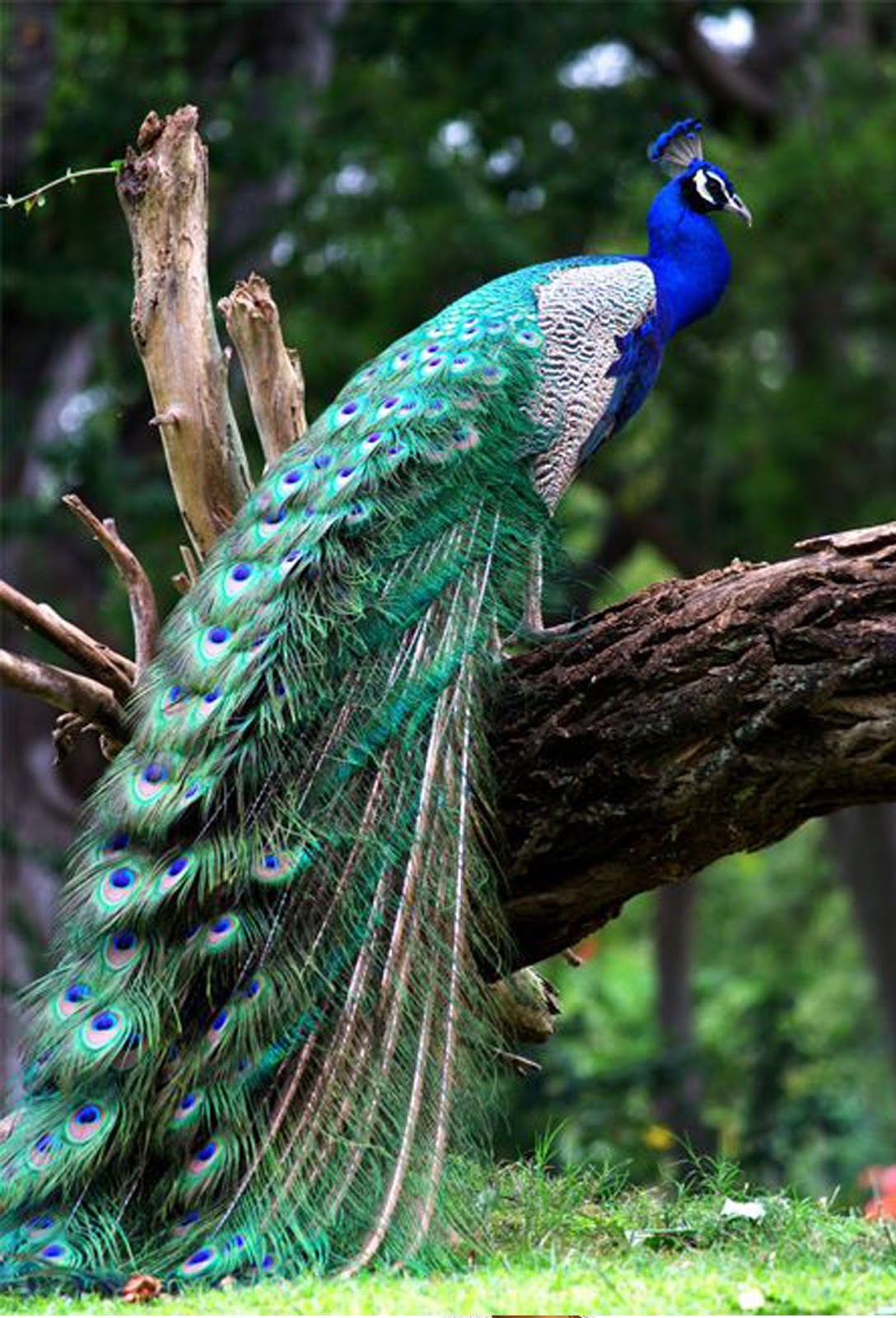  Burung  Merak  Burung 