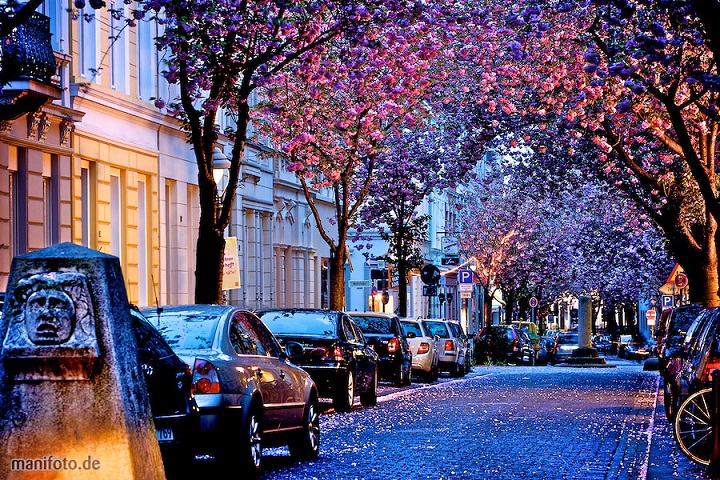  Heerstrasse, Lorong Bunga Sakura di Jerman