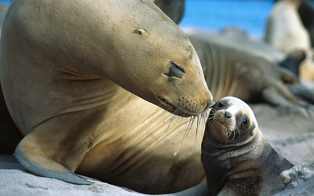 Sea Lions