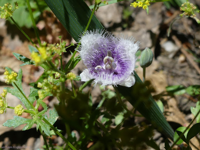 28: hirsute flower petals