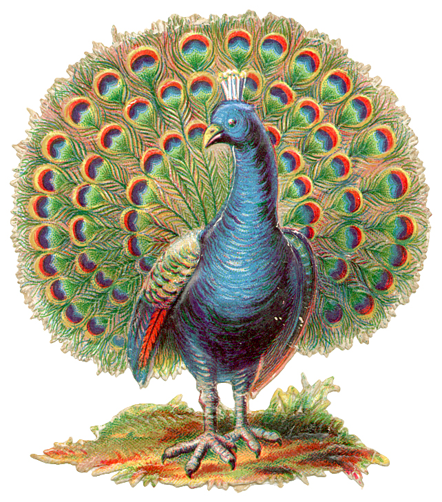 Take Your Picture: Vintage Peacock 180039;s illustration