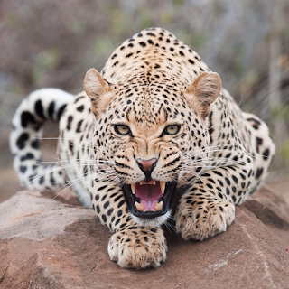 Oshun si comporta come una femmina di leopardo