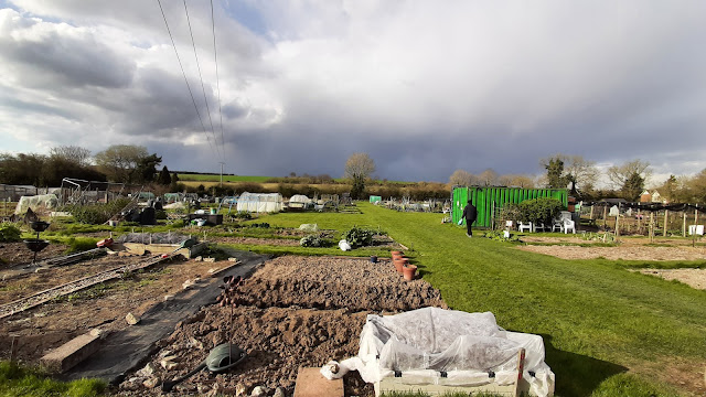 Allotment early evening