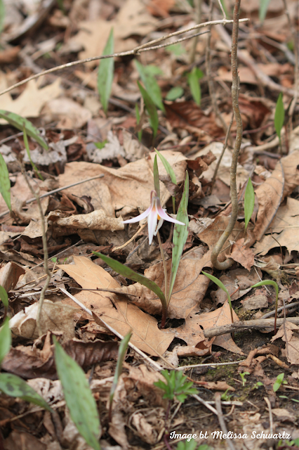 A trout lily emerges from the forest floor at Blue Star Memorial Woods.