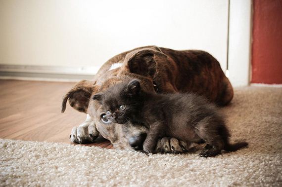 A encantadora e inusitada amizade entre cães e gatos