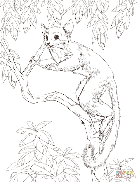 Click The Senegal Bush Baby Coloring Pages To View Printable Version Or  Color It Online Patible With Ipad And Android Tablets