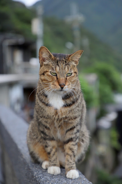 新北景點 猴硐貓村