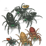 Common Spiders In North America : House Spiders The 10 Most Common You Ll Find / This beautifully illustrated volume is the first comprehensive guide to all 68 families of spiders in north america and illustrates 469 of the most commonly encountered species.