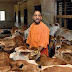 योगी राज में गौशालाओं में गाय पहनेंगी जूट के कोट, खाएंगी गुड़ और लगाए जाएंगे पर्दे