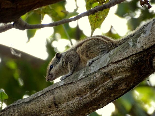 Indian palm squirrel in Koshi tappu wildlife resurve Nepal