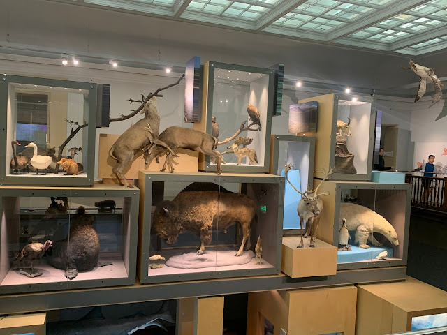 animal display at great north museum hancock newcastle