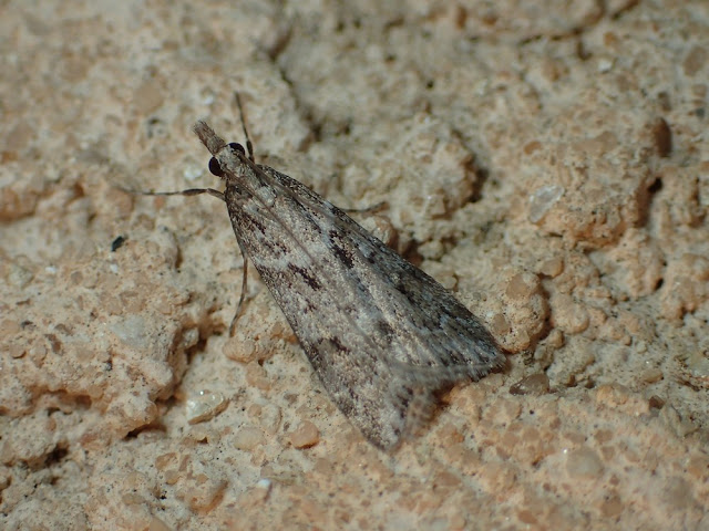 Eudonia angustea