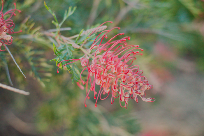 australian natives