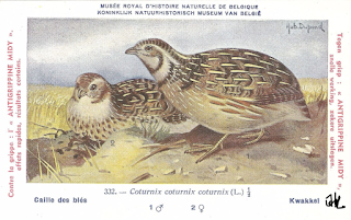 animaux oiseau blé