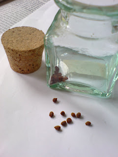 seeds