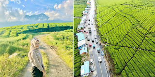 Potret Keindahan Kebun Teh Panjang Solok