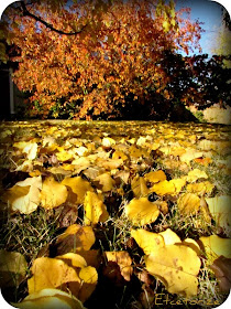 Fall, Autumn, Canadian Fall, Leaves, Changing Leaves, Nature, Fall leaves, Fall trees, Canadian Trees