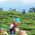  Expensive  Darjeeling tea, India  is made in the oldest ''Happy Valley and David Wilson Tea Estate'' 