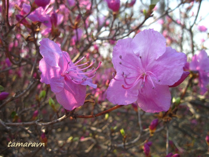 Рододендрон остроконечный (Rhododendron mucronulatum)