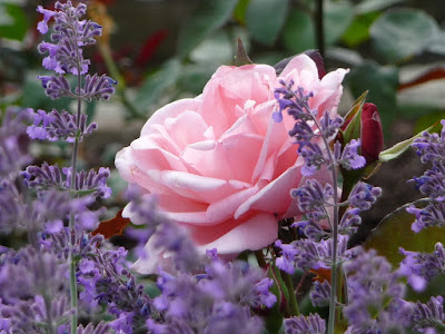 fotos de flor color rosado