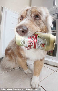 O cachorro que pega cerveja na geladeira