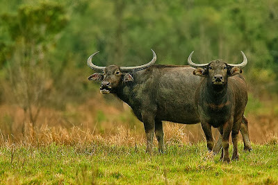 Neora Valley National Park