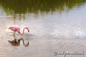 Flamingo at Flamingo Lake