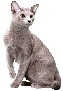 Russian Blue Cat