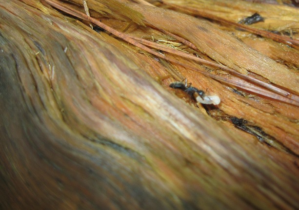 colony of big, black ants