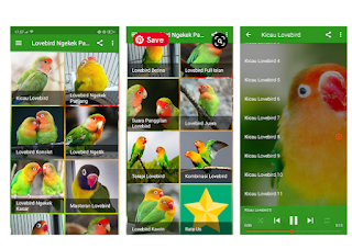 Suara Lovebird Ngekek Panjang MP3 Offline Jamin Nyaut Burung Yang Dirumah