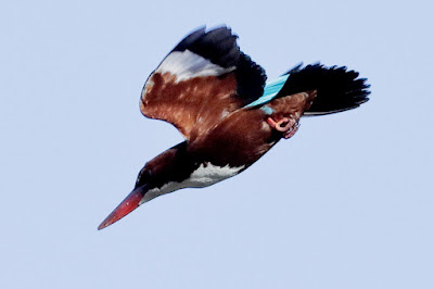 "White-throated Kingfisher - in flight over the stream,"