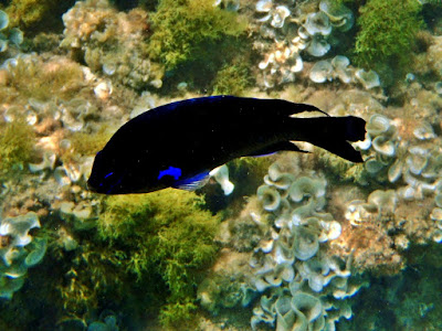 snorkel en playa papagayo