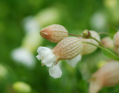 sea campion (Silene uniflora)