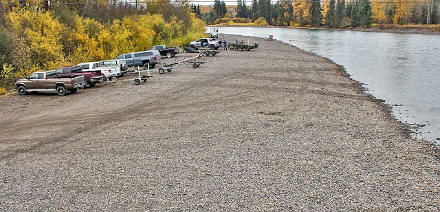 Bulkley River Steelhead run