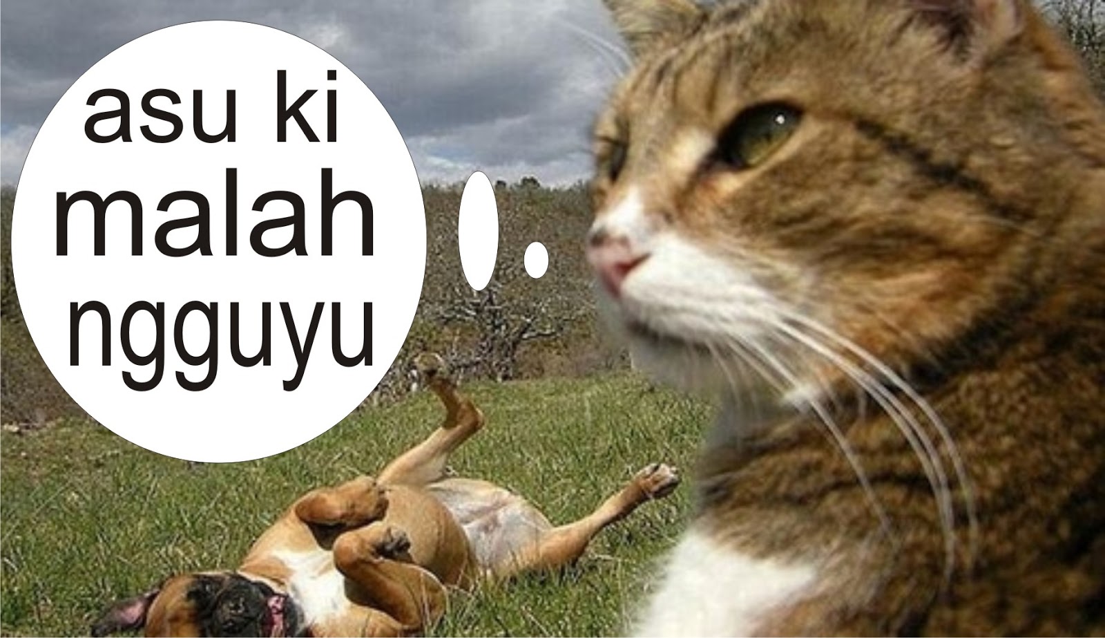 20 Download Gambar Binatang Lucu Gokil Ktawacom Ayo Ketawa