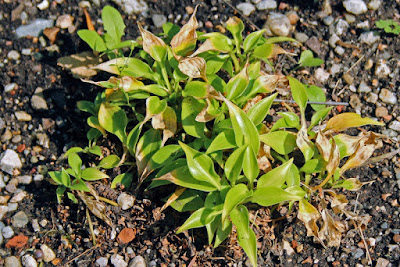 Hosta pulchella - Mountain Peak Hosta care and culture