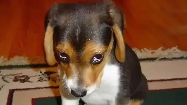 cachorro com cara de culpado