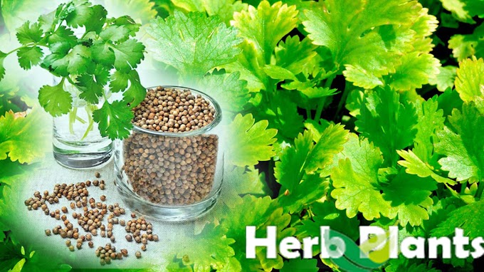 Coriander: The Aromatic Herb That Adds Flavors and Health Benefits to Your Meals