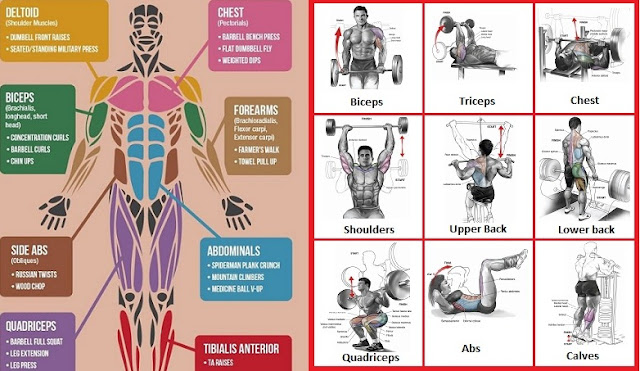 Best Exercises for Major Muscle Groups