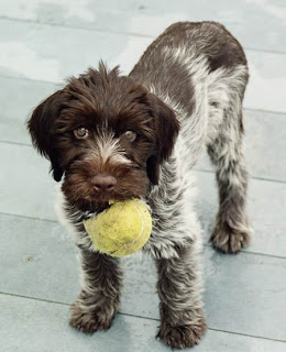 Wirehaired Pointing Griffon Puppies