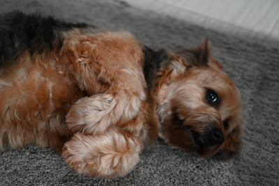 Dog rolling over for a belly scratch.