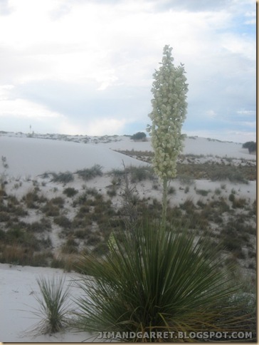 2009-05-29 NM 12