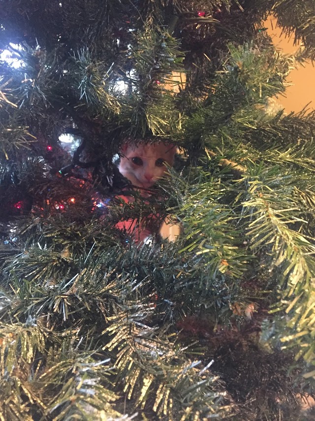 The Cat and the Tree