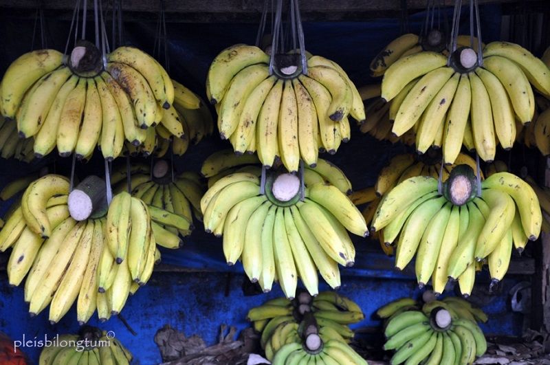 Gambar Pisang Ambon Kuning-Jenis Pisang Ambon