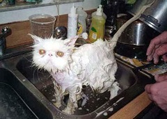 wet cat