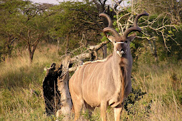 kudu animal in hindi Kudu fence alarmed