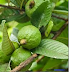 Some Advantages of Guava Nutrient Contents