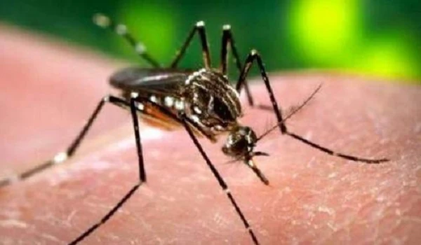 Τα κουνούπια είναι επικίνδυνα: Ποιες ασθένειες μεταδίδουν;